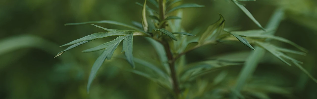 artemisia annua a.k.a. sweet wormwood plant close-up