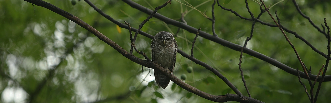 owl sitting on a branch