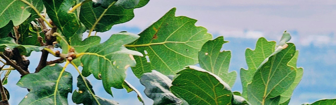 oak tree leaves close-up
