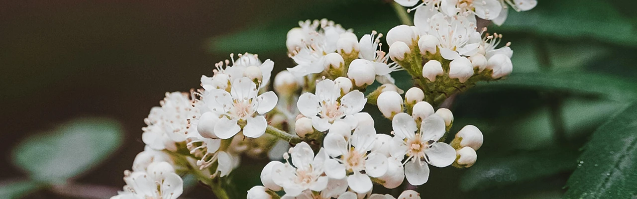elder tree flower close-up