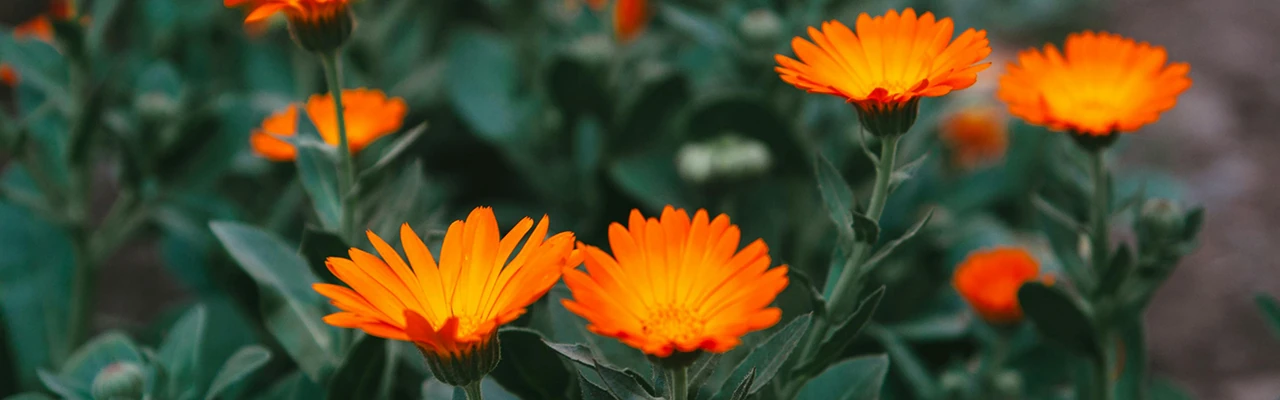 calendula flowers
