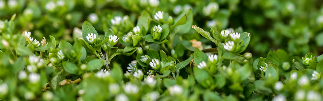 chickweed plant view from top
