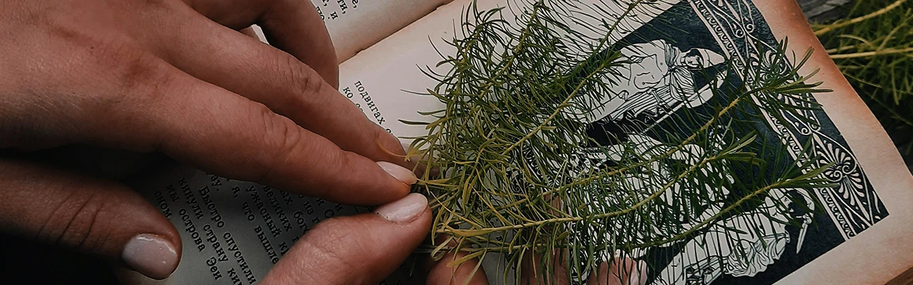femal hands holdig a few twigs of rosemary herb