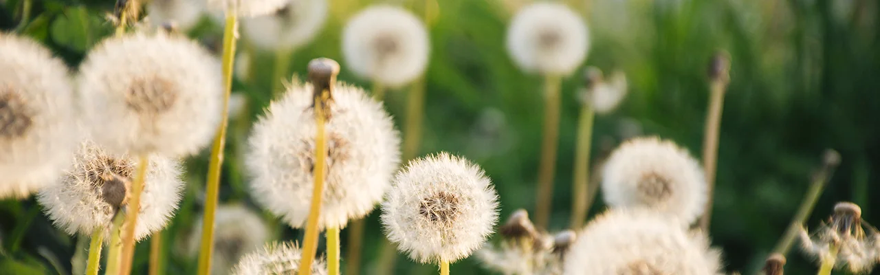 dandelions in the field