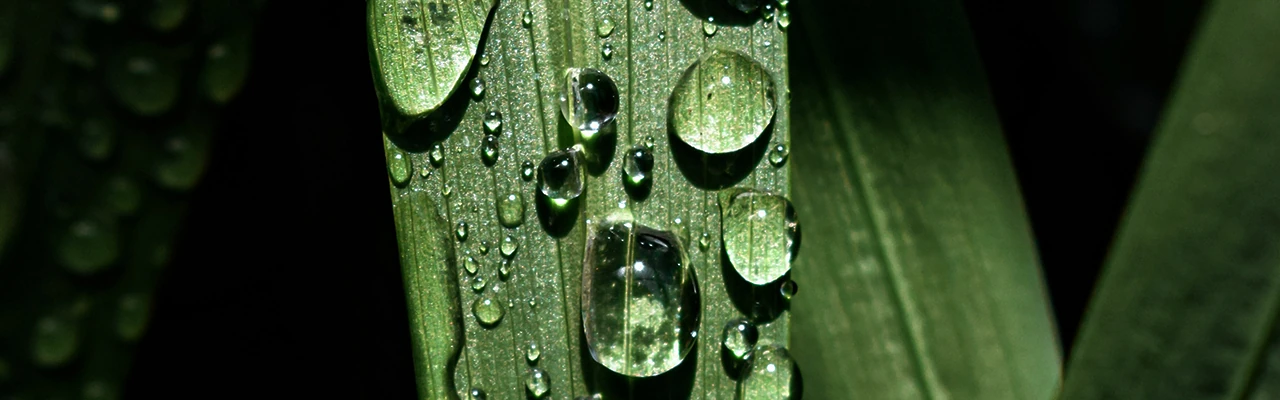 dew drops on grass leaves