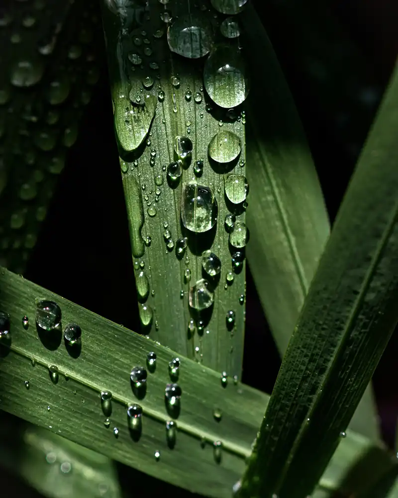 Sacred Dew: Midsummer Magic