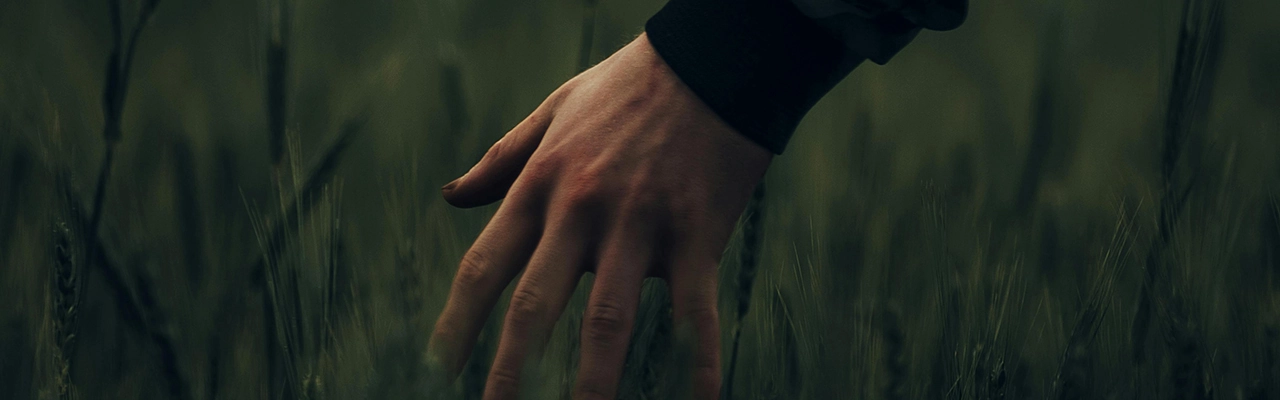 male hand stroking the wheat field
