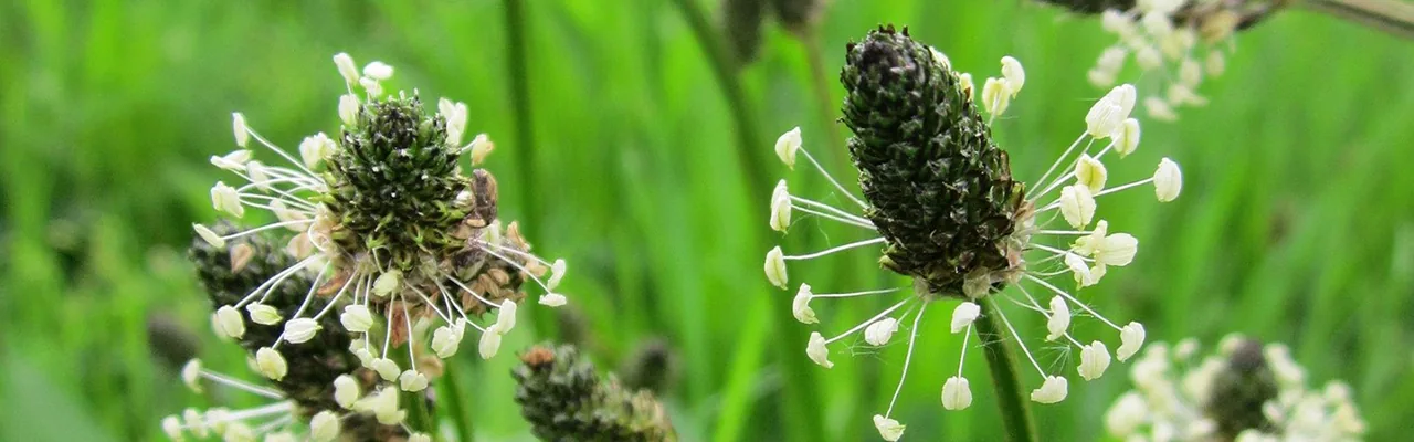 plantain herb blooming