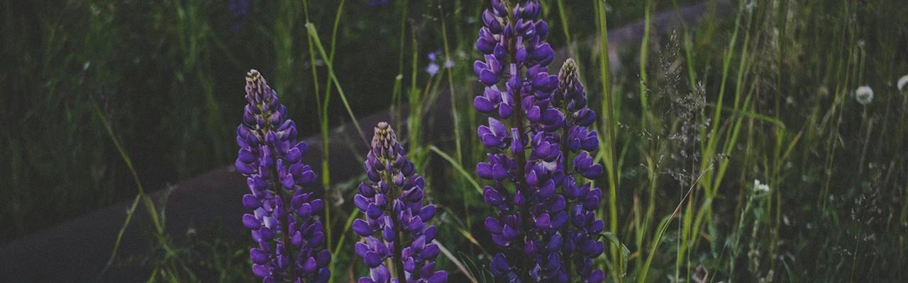 wolfsbane flower