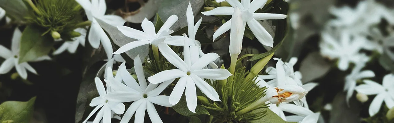 jasmine plant with flowers