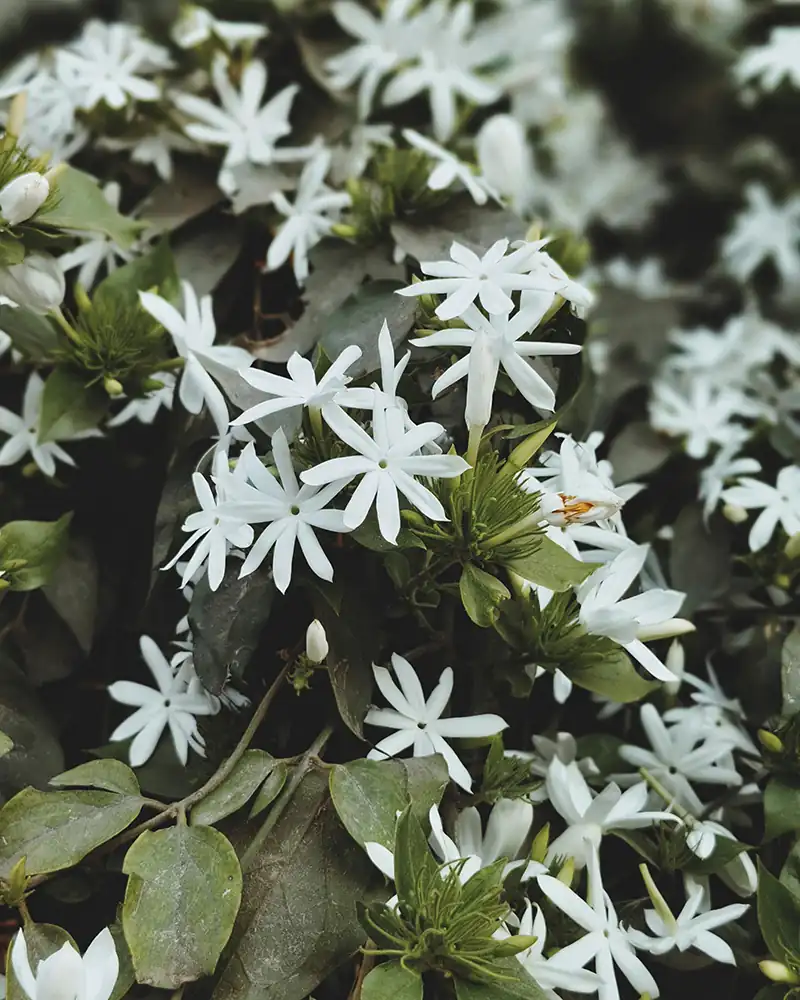 Love Magic Herbs to Attract the Right Partner