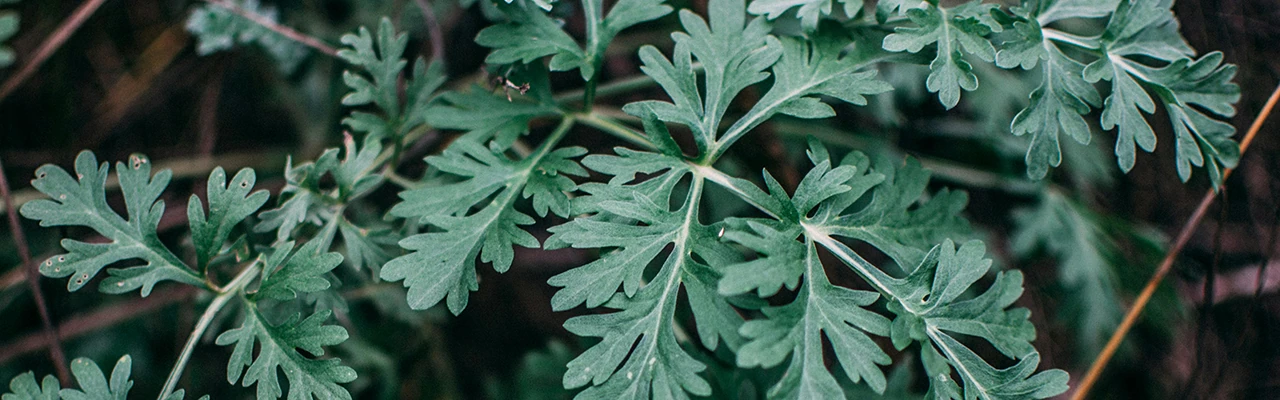 artemisia absinthium a.k.a. wormwood plant close-up