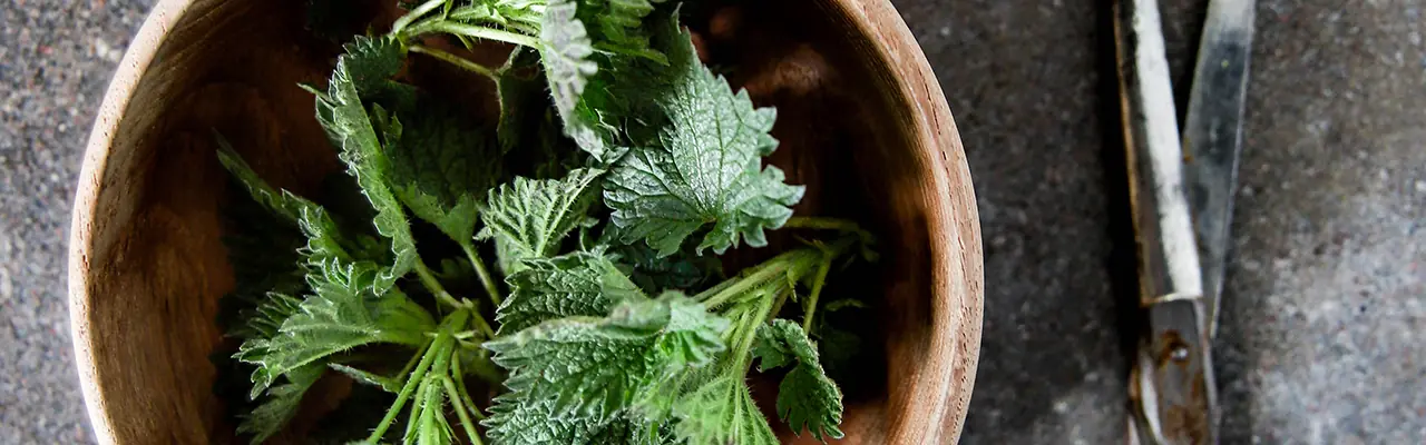 stinging nettle in a bowl with a pair of scissors laying next to it