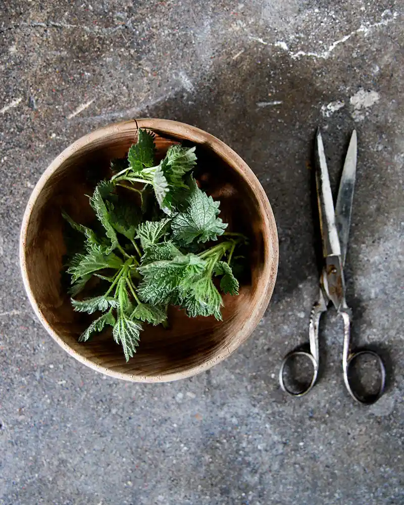 Plants Used to Break Love or Sever Bonds in Folk Magic