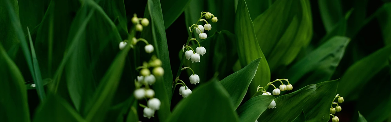 lilly of the valley plants