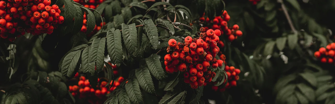 rowan tree with red berries