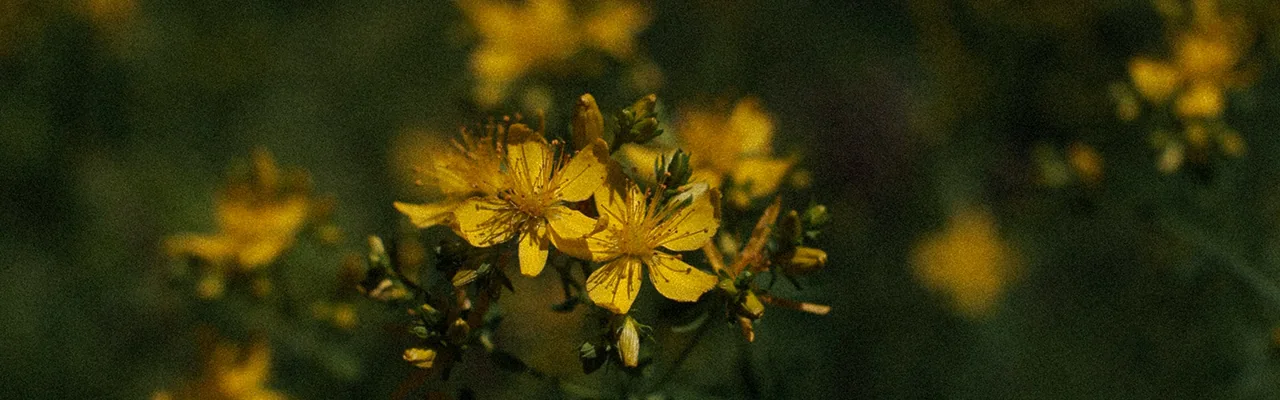 St. John's Wort Flower