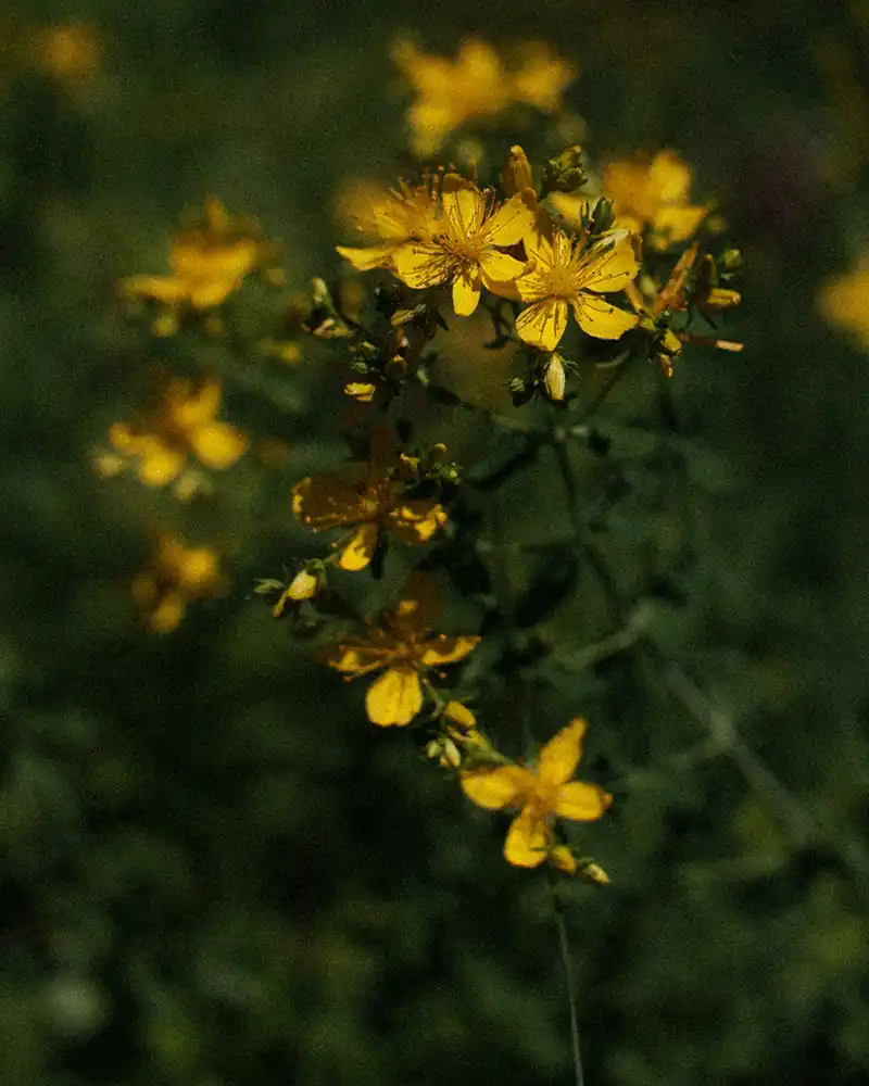 St. John’s Wort Sun Water for Joy and Light