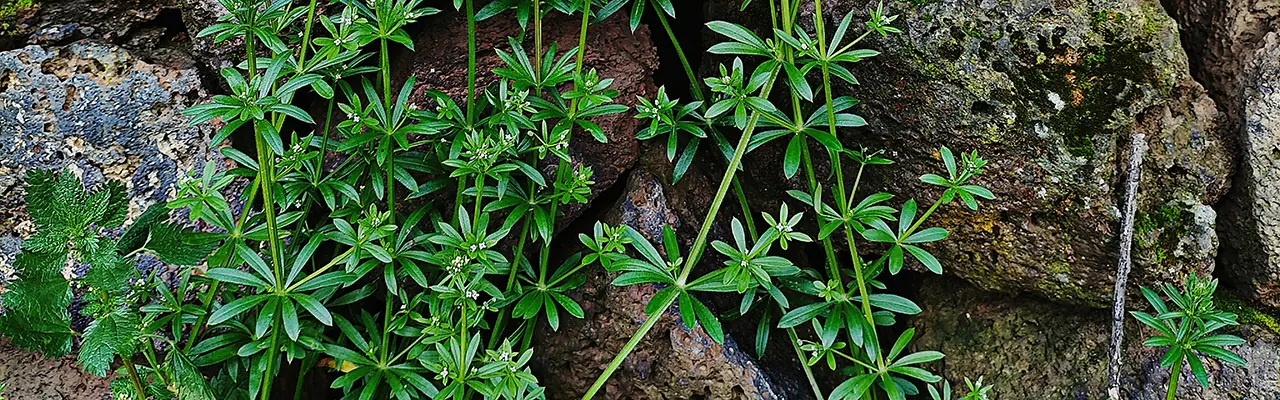 Cleavers herb agains grey stone wall