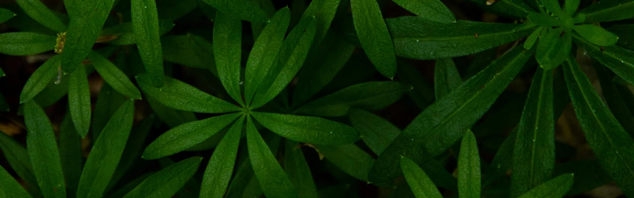 Cleavers herb