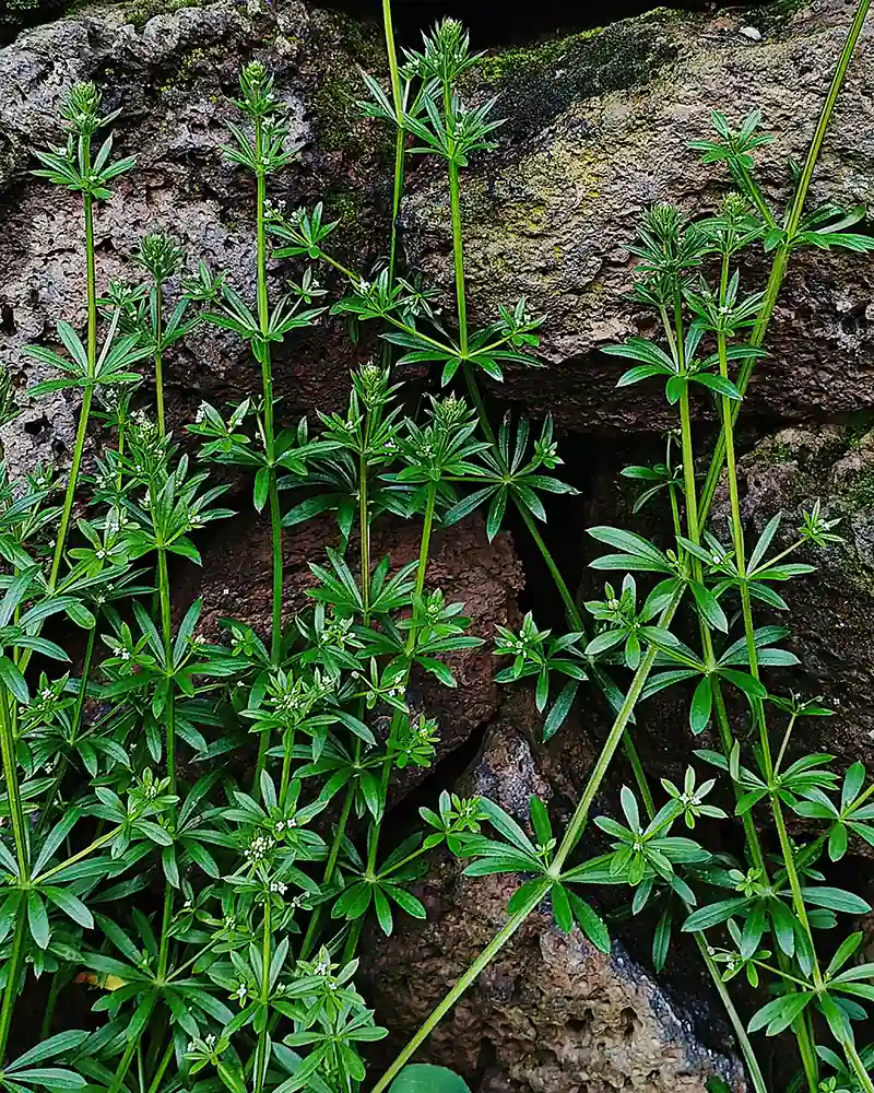 Top 3 Herbs for Clear Skin: Cleavers, Nettle & Burdock Root