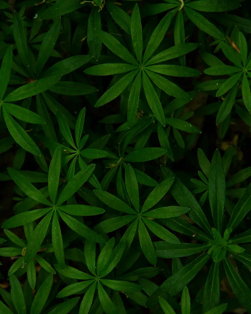 Top 3 Herbs for Clear Skin: Cleavers, Nettle & Burdock Root