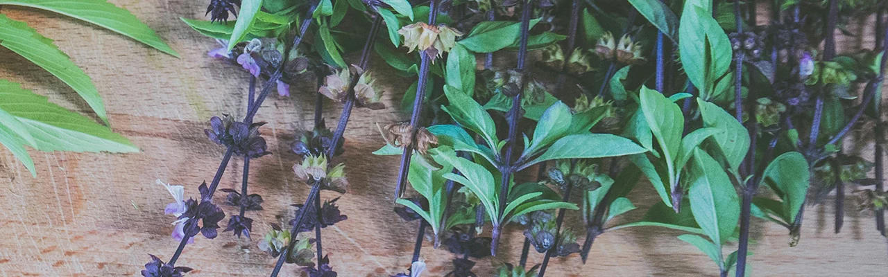 basil herb blooms on pastel background