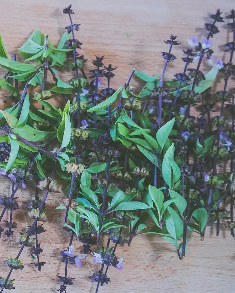 Top 11 Protective Herbs in Witchcraft