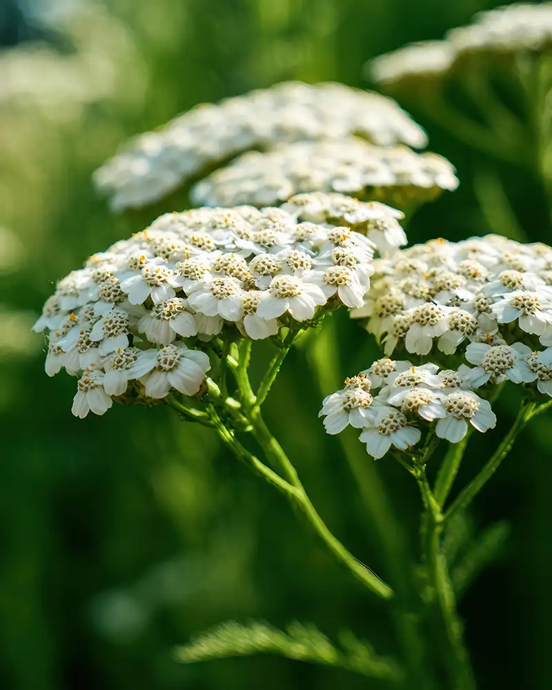 Top 11 Protective Herbs in Witchcraft