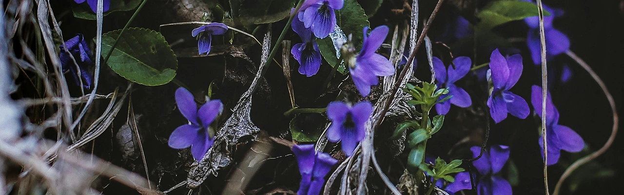 violet flowers in the woods