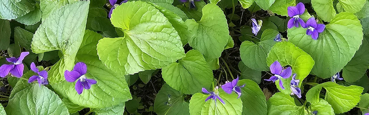 violet flowers and leaves top view