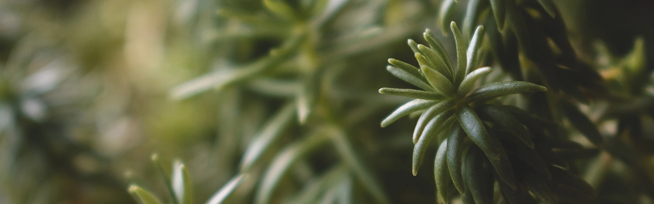 rosemary plant close up