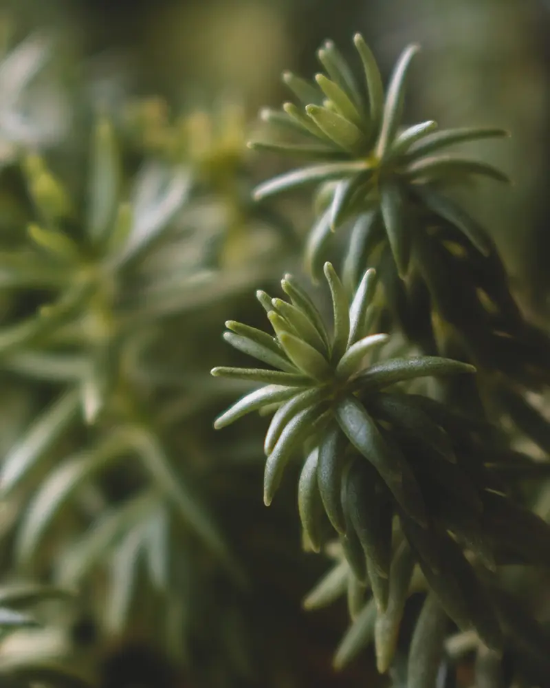 Why Witches Plant Rosemary by the Door