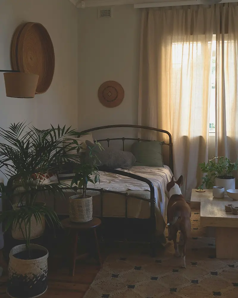 Witchy Plants for Bedrooms: Dreamwork & Night Magic