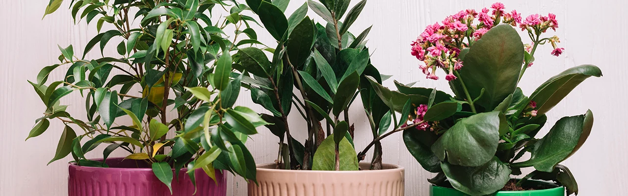 house plants in colorful pots