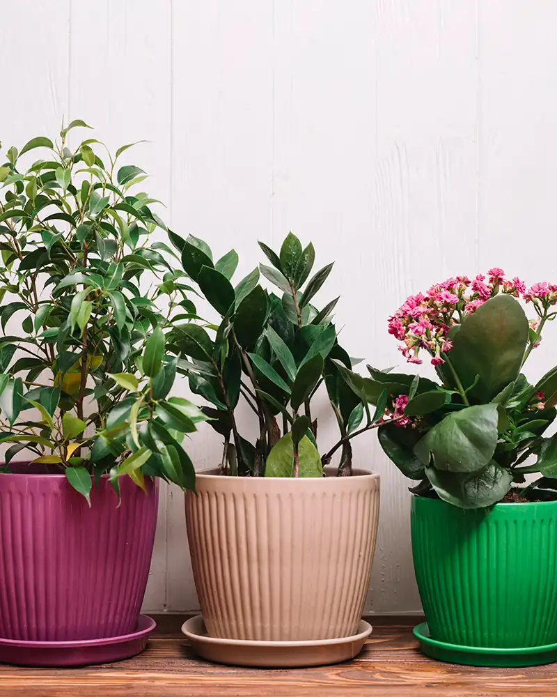 Witchy Plants to Grow Indoors