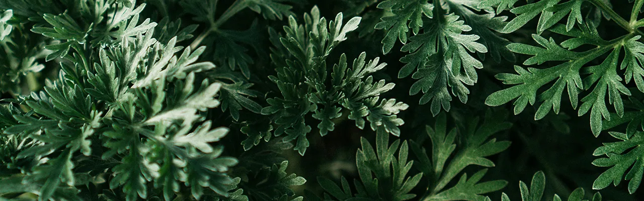 close up of wormwood plant