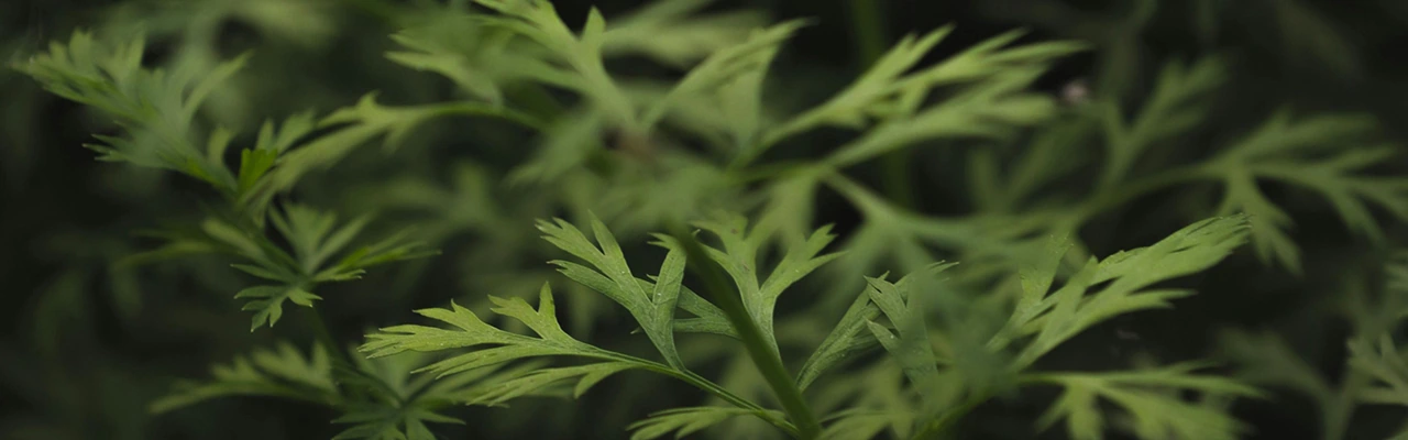 wormwood plants close-up shot